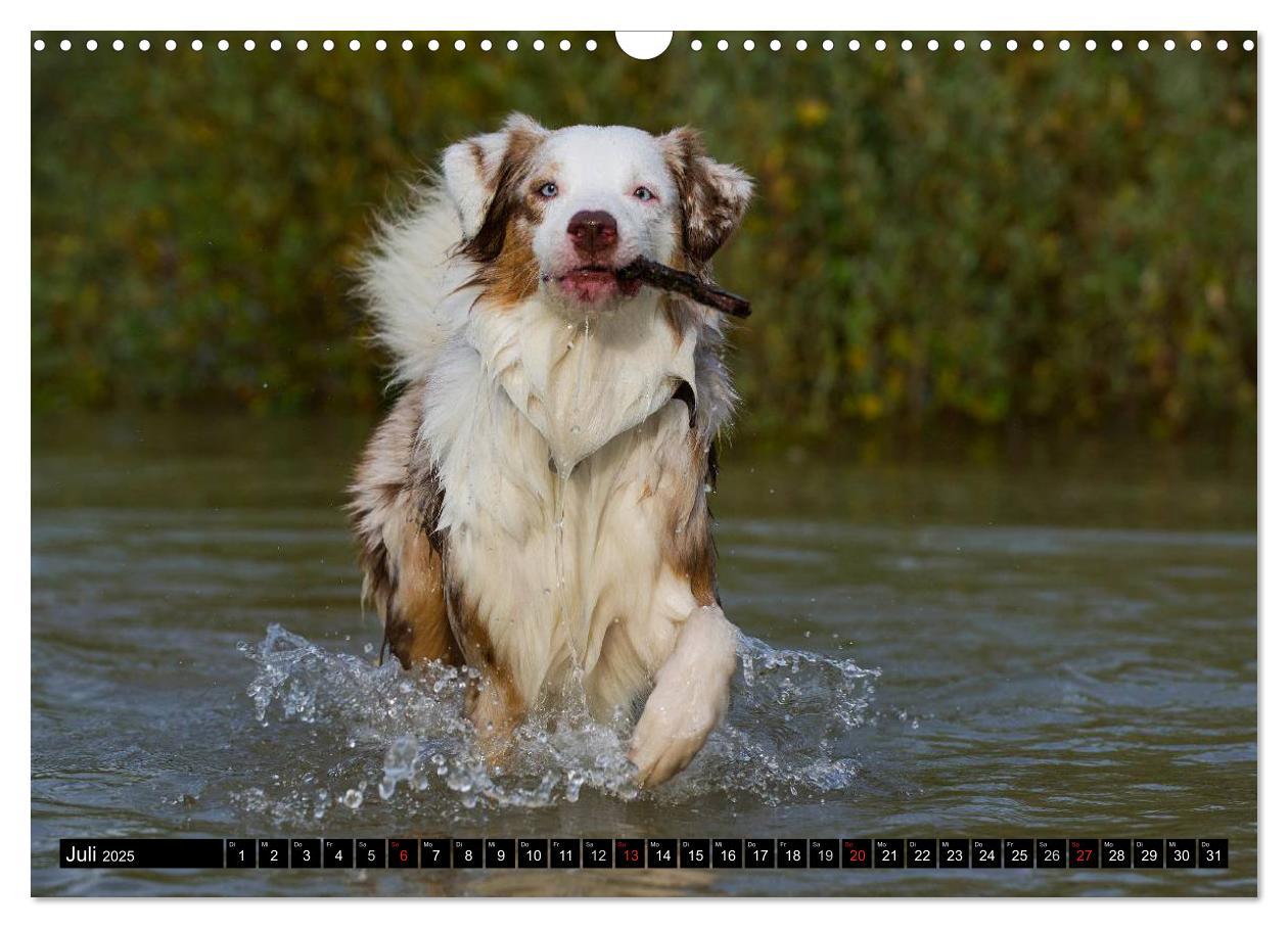 Bild: 9783435571130 | Bekannt wie ein bunter Hund. Australian Shepherd (Wandkalender 2025...