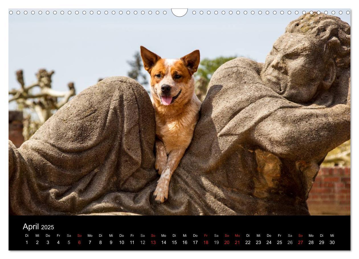 Bild: 9783435463558 | Australian Cattle Dogs zwischen Kunst und Kultur (Wandkalender 2025...