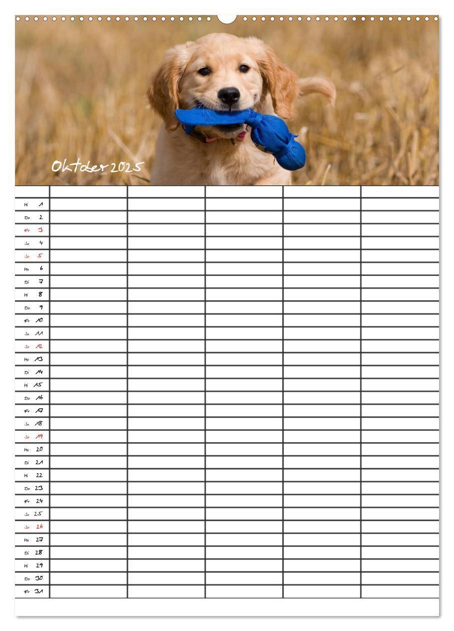 Bild: 9783457087718 | Familienplaner: Golden Retriever Welpen (Wandkalender 2025 DIN A2...