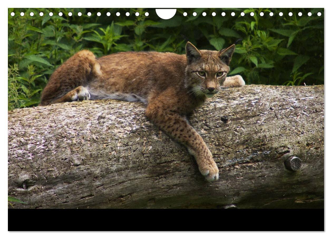 Bild: 9783435736645 | Der Luchs (Wandkalender 2025 DIN A4 quer), CALVENDO Monatskalender