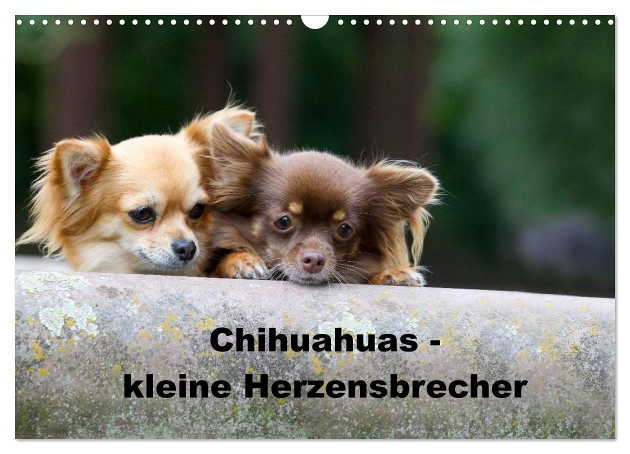 Cover: 9783435772247 | Chihuahuas - kleine Herzensbrecher (Wandkalender 2025 DIN A3 quer),...