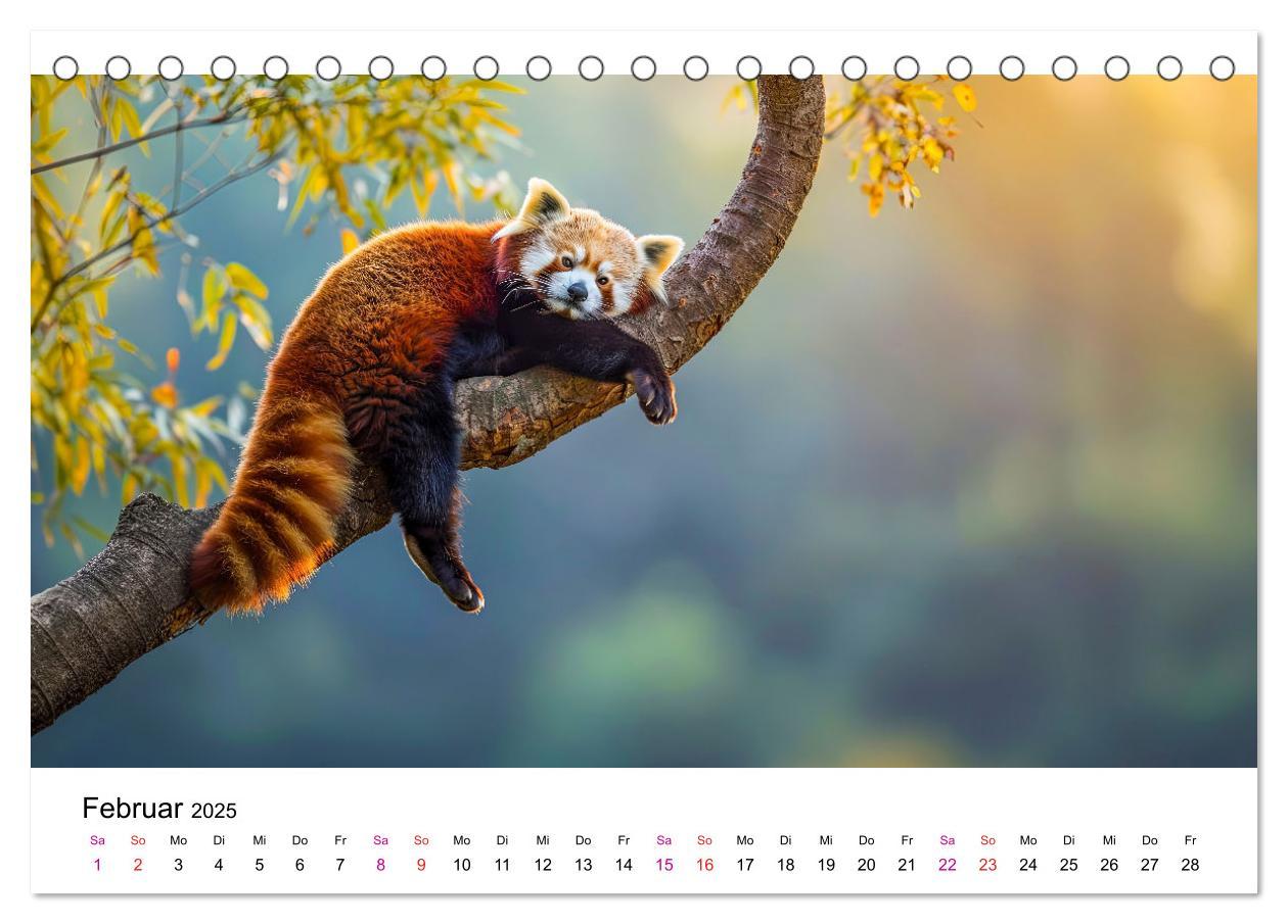 Bild: 9783457137208 | Der Rote Panda (Tischkalender 2025 DIN A5 quer), CALVENDO...