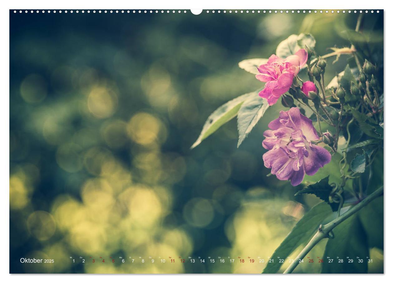 Bild: 9783435390380 | Die Welt der Alten Rosen (Wandkalender 2025 DIN A2 quer), CALVENDO...