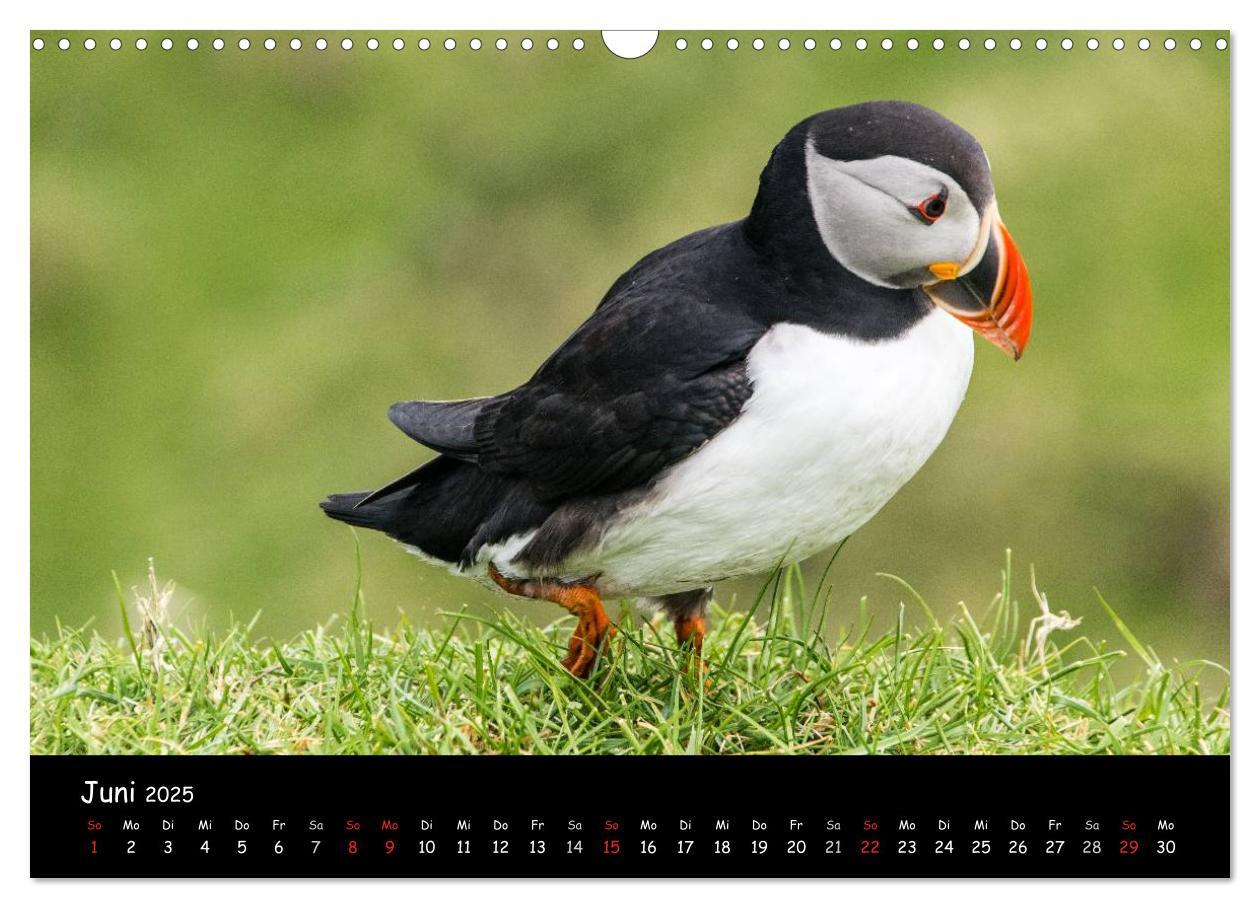 Bild: 9783435538287 | Die Papageientaucher von Mykines (Wandkalender 2025 DIN A3 quer),...