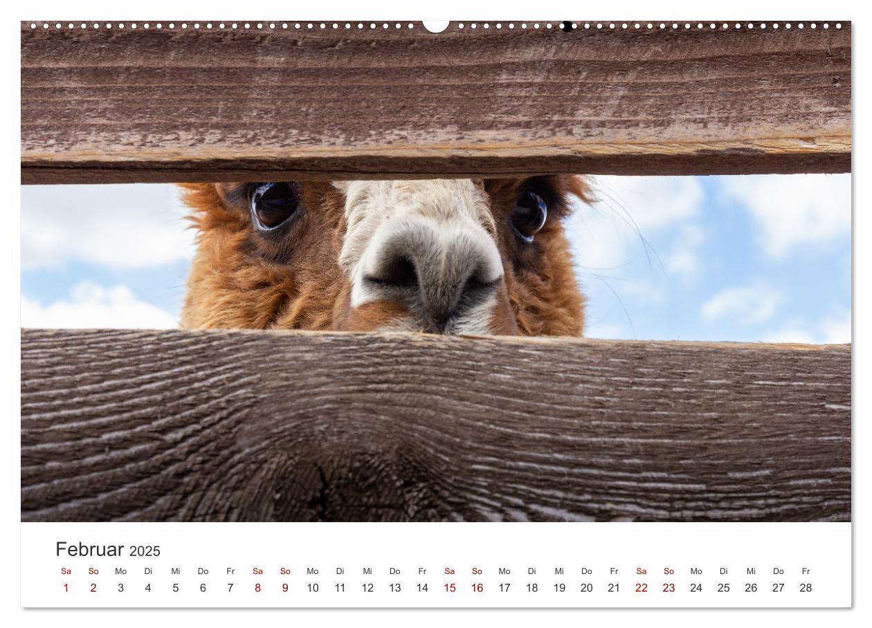 Bild: 9783435003068 | Lamas und Alpakas - Die weichen Neuweltkamele. (Wandkalender 2025...