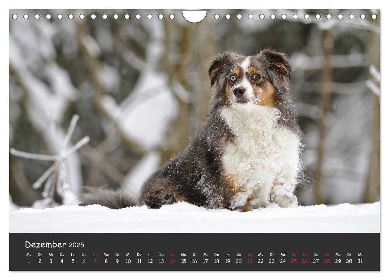 Bild: 9783435582686 | Australian Shepherd - Augenblicke (Wandkalender 2025 DIN A4 quer),...