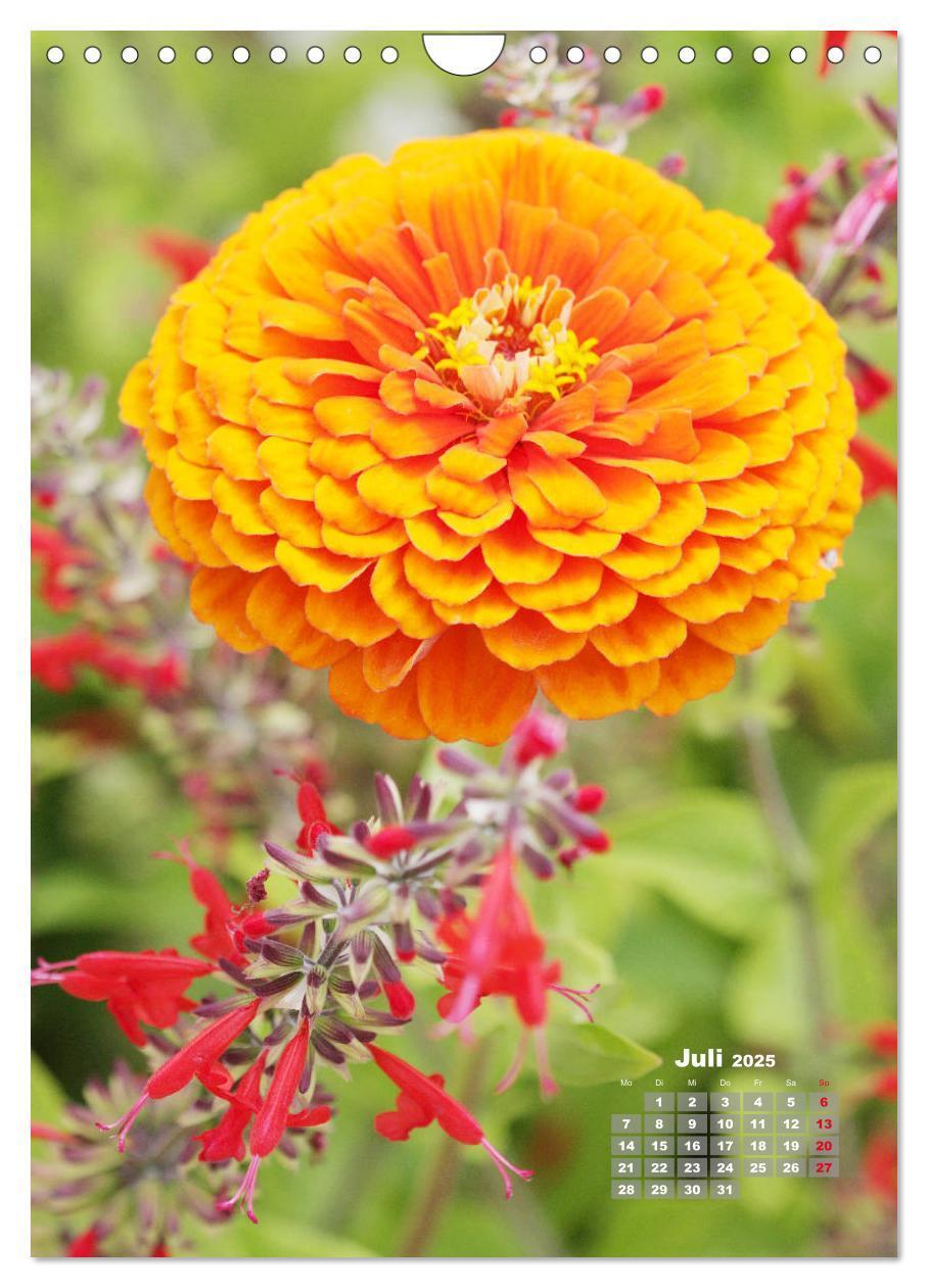 Bild: 9783435981908 | Zinnien im Garten (Wandkalender 2025 DIN A4 hoch), CALVENDO...