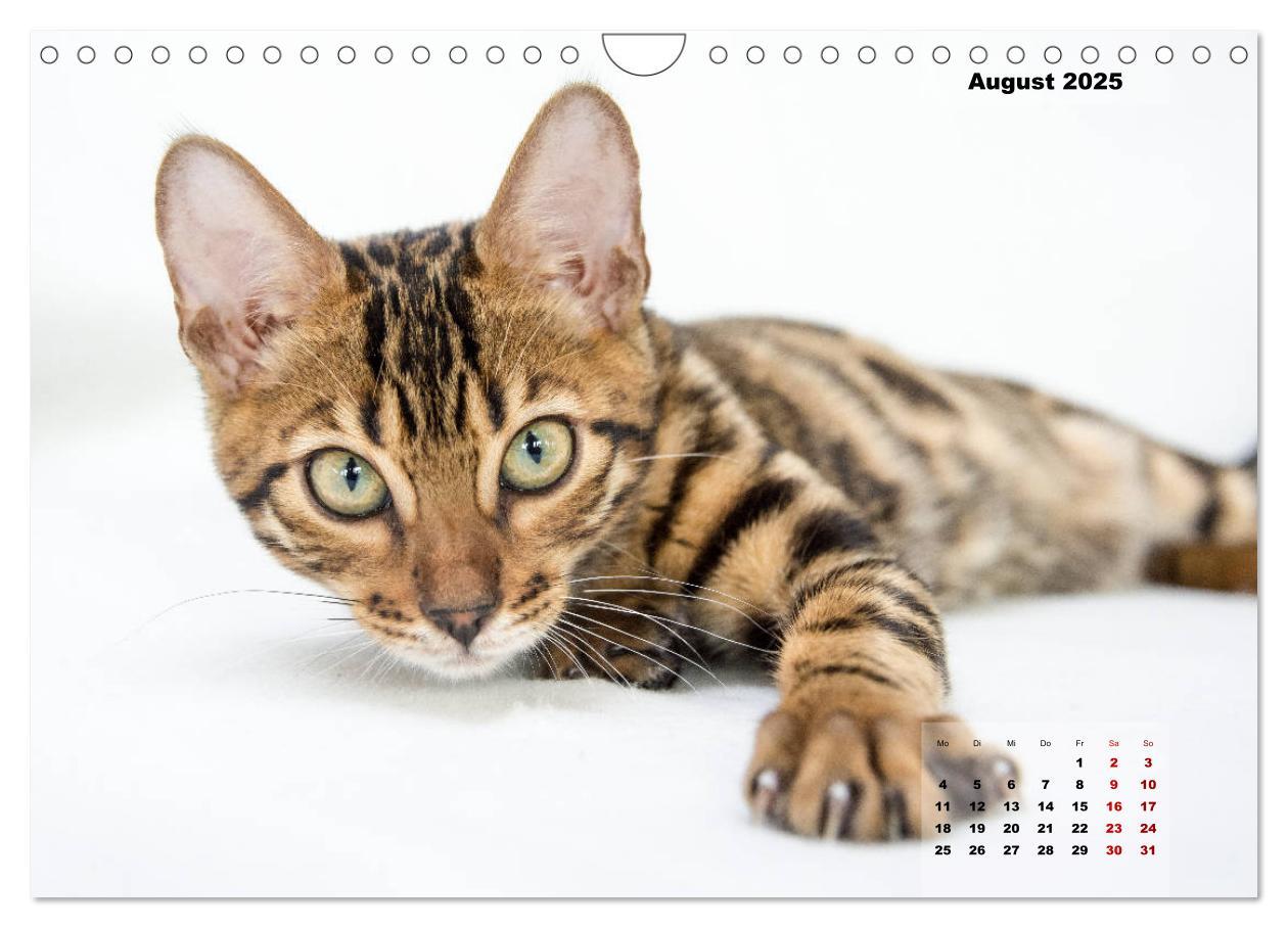 Bild: 9783435348527 | Bengal Kätzchen 2 (Wandkalender 2025 DIN A4 quer), CALVENDO...