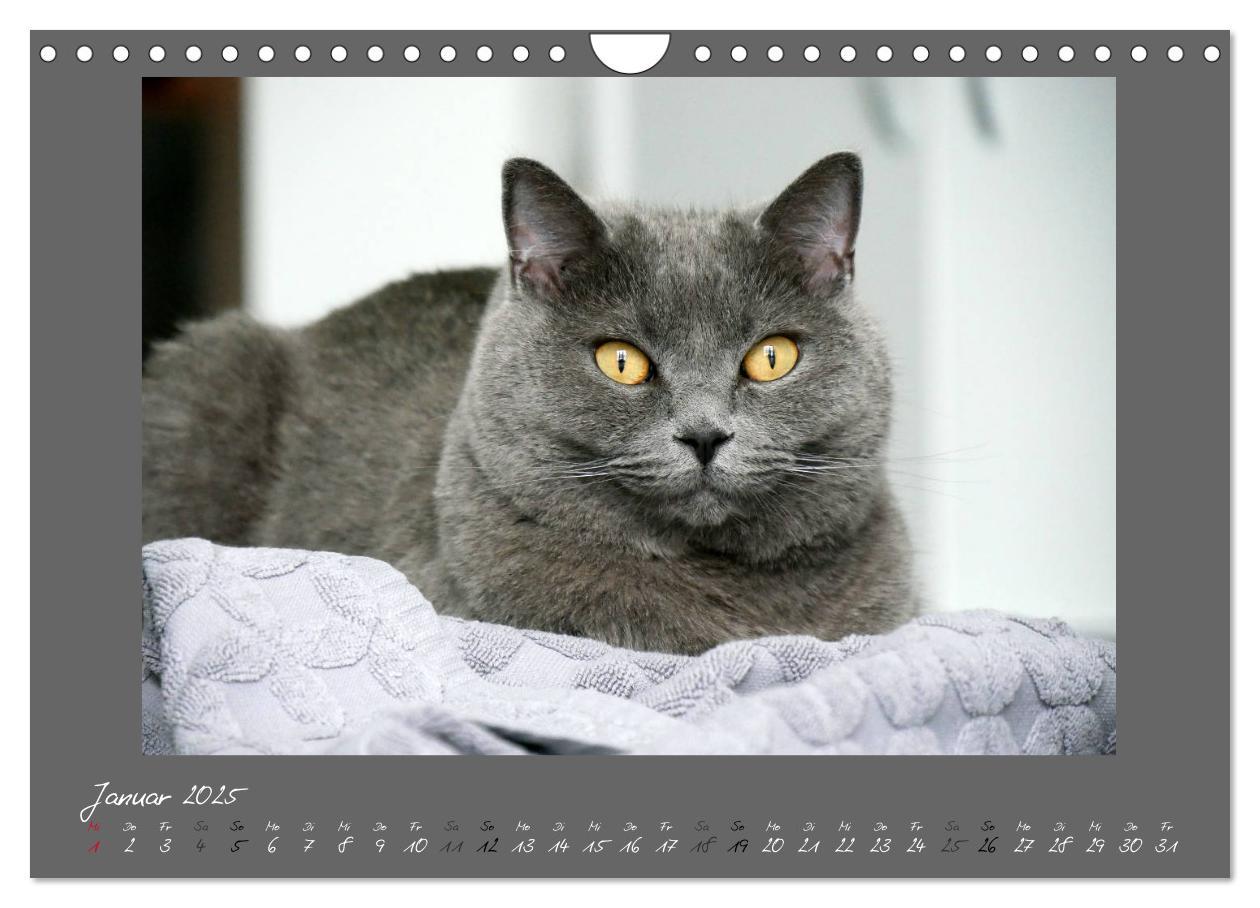 Bild: 9783435401673 | GRAUE ENGEL Britischkurzhaar-Katzen (Wandkalender 2025 DIN A4...