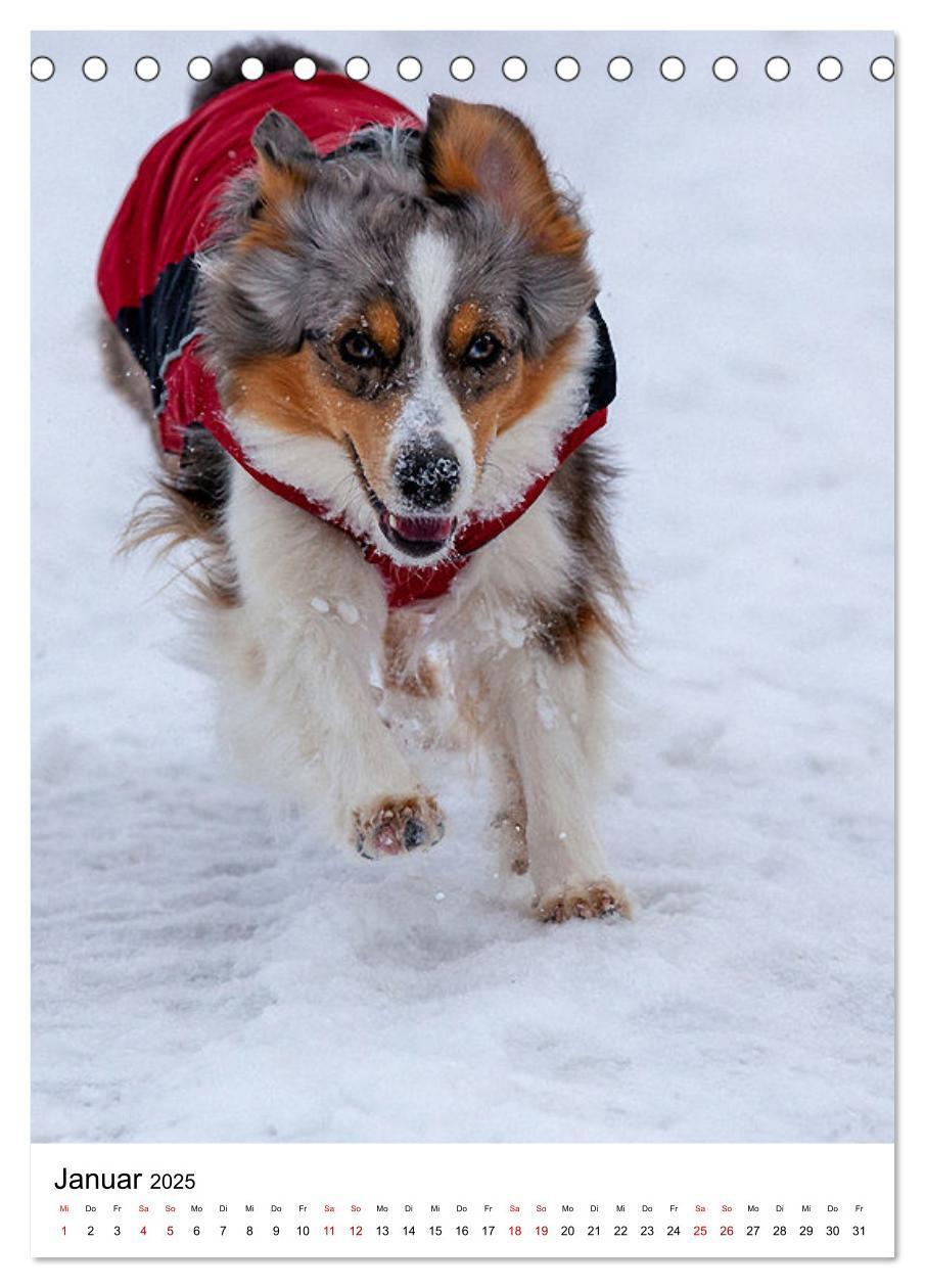 Bild: 9783435928606 | Hermine - Ein Jahr mit einem Mini Australian Shepherd...