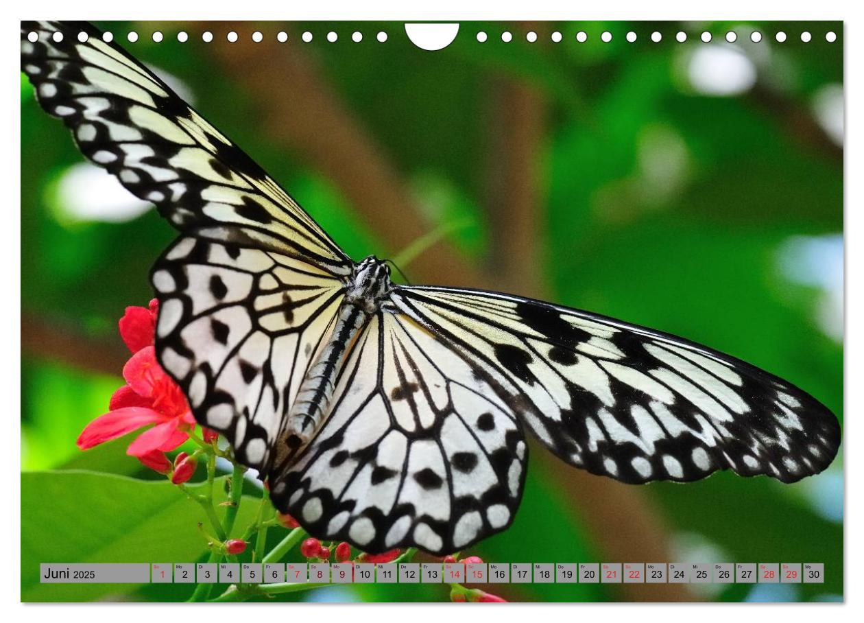 Bild: 9783435812813 | Butterfly's - Schmetterlinge für Zuhause (Wandkalender 2025 DIN A4...