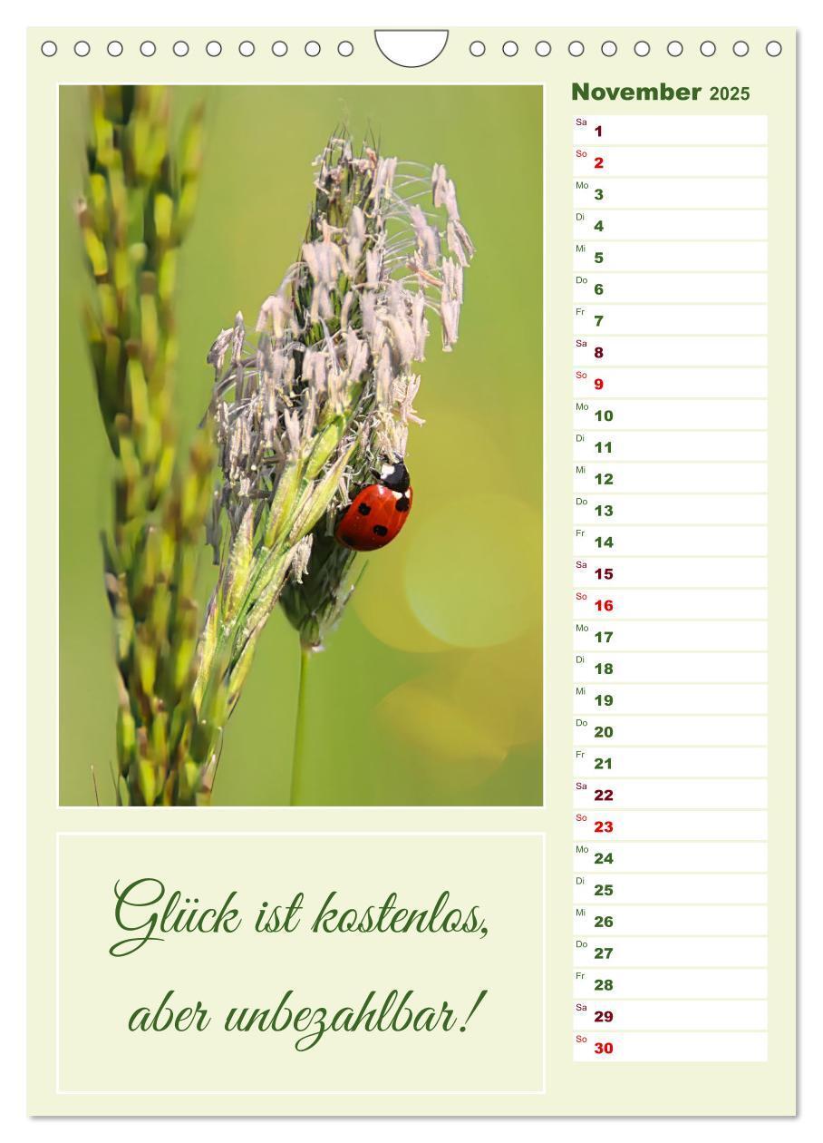 Bild: 9783383792540 | Marienkäfer, Glücksbringer mit sieben Punkten (Wandkalender 2025...