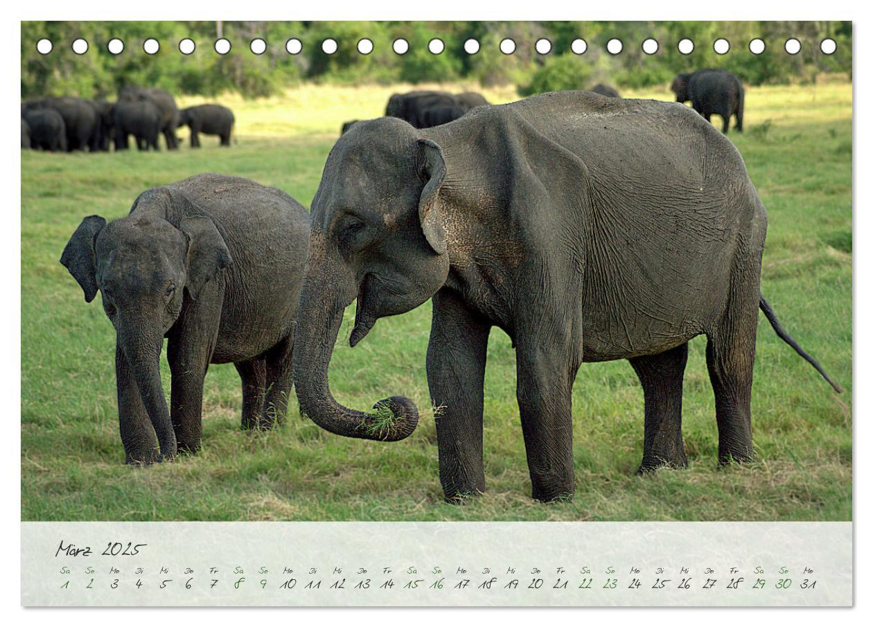 Bild: 9783457230794 | Verliebt in Sri Lanka (Tischkalender 2025 DIN A5 quer), CALVENDO...