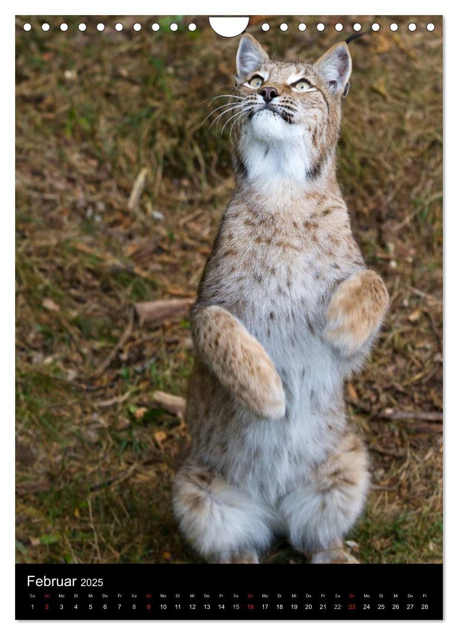 Bild: 9783457007570 | Der Luchs - Europas größte Samtpfote (Wandkalender 2025 DIN A4...