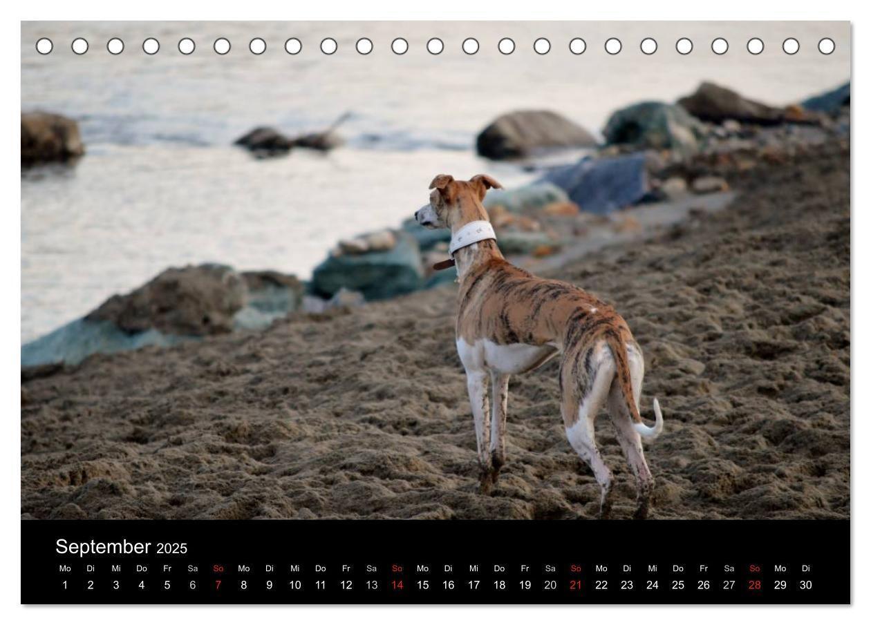 Bild: 9783435643141 | Whippet 2025 (Tischkalender 2025 DIN A5 quer), CALVENDO Monatskalender