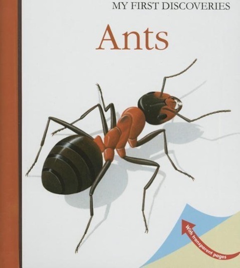 Cover: 9781851034321 | Ants | Rene Mettler | Taschenbuch | My First Discoveries | Englisch