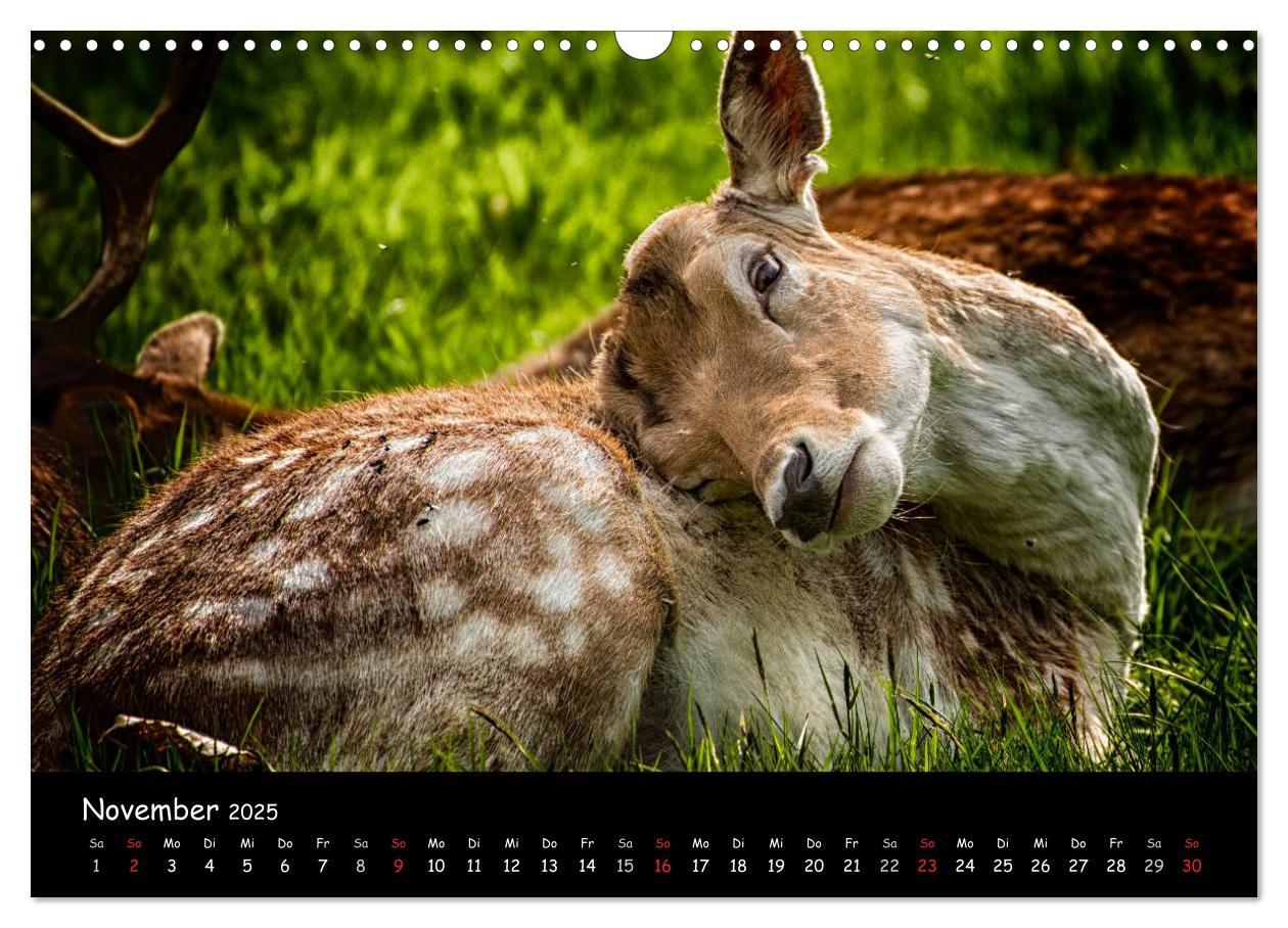 Bild: 9783435608928 | Rehe und Hirsche in freier Natur (Wandkalender 2025 DIN A3 quer),...