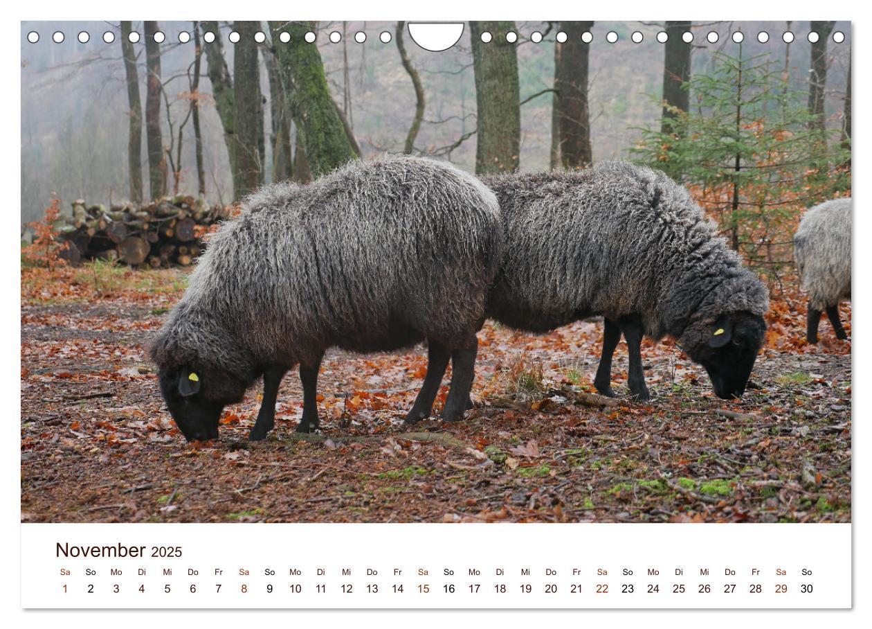 Bild: 9783435172689 | Schöne Schafe (Wandkalender 2025 DIN A4 quer), CALVENDO Monatskalender