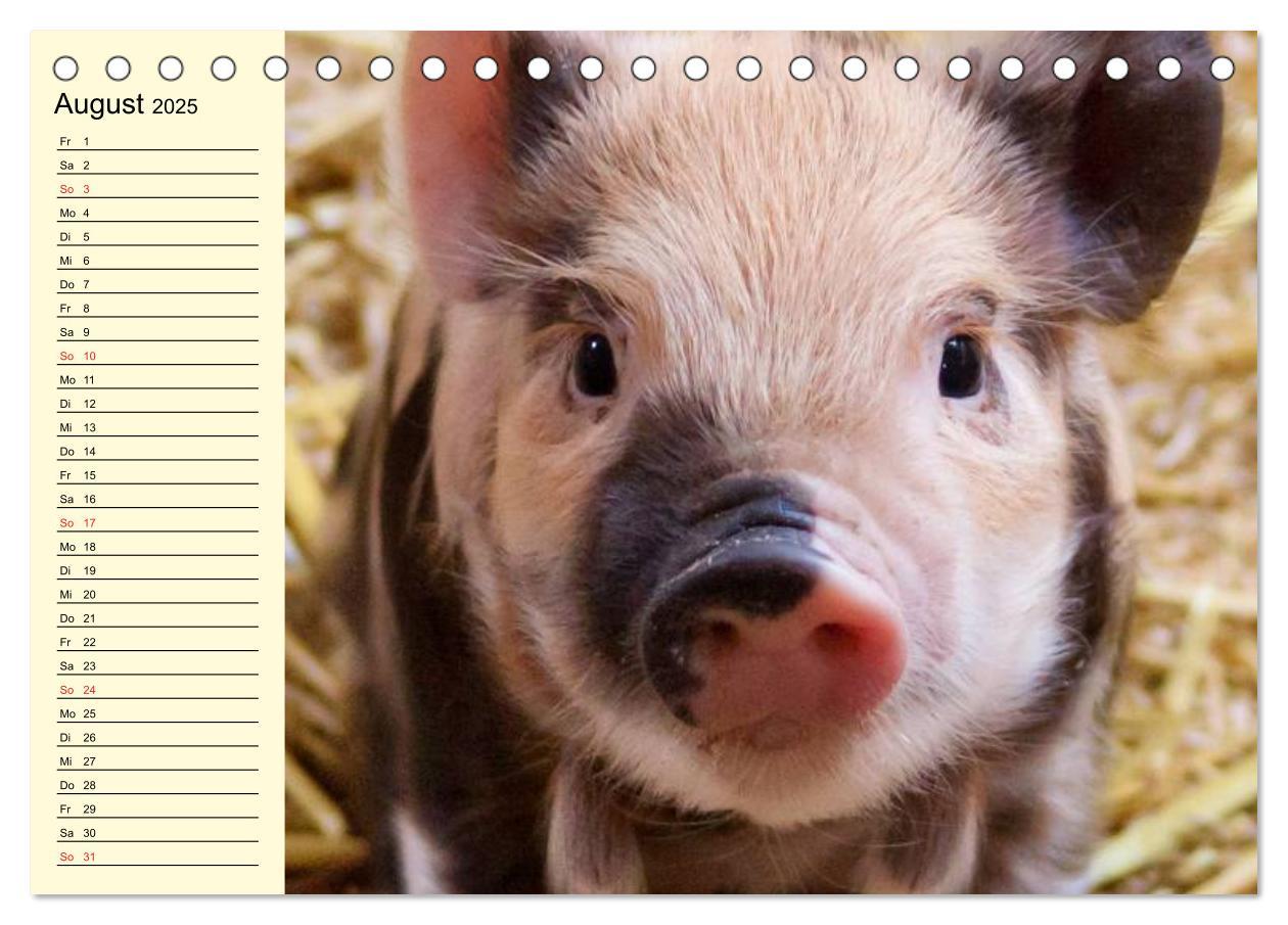 Bild: 9783435529421 | Von Säuen die Schwein haben! (Tischkalender 2025 DIN A5 quer),...