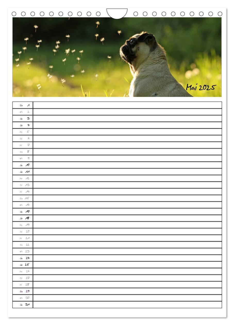 Bild: 9783457067796 | Der mopsige Familienplaner (Wandkalender 2025 DIN A4 hoch),...