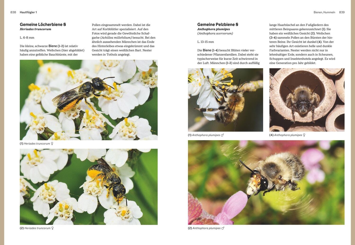 Bild: 9783967470482 | Das große BLV Handbuch Insekten | Marina Gerhardt (u. a.) | Buch | BLV