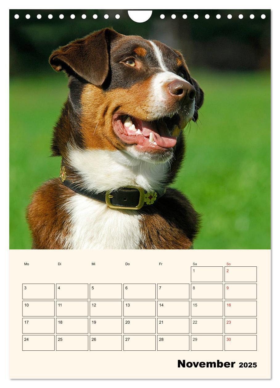 Bild: 9783435936939 | Appenzeller Sennenhund - Mit Plan durch das Jahr (Wandkalender 2025...