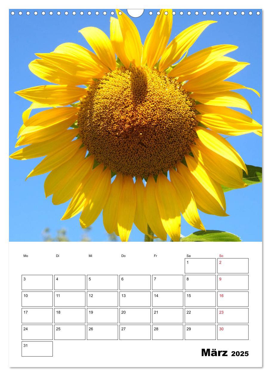 Bild: 9783435970483 | Leuchtende Sonnenblumen (Wandkalender 2025 DIN A3 hoch), CALVENDO...