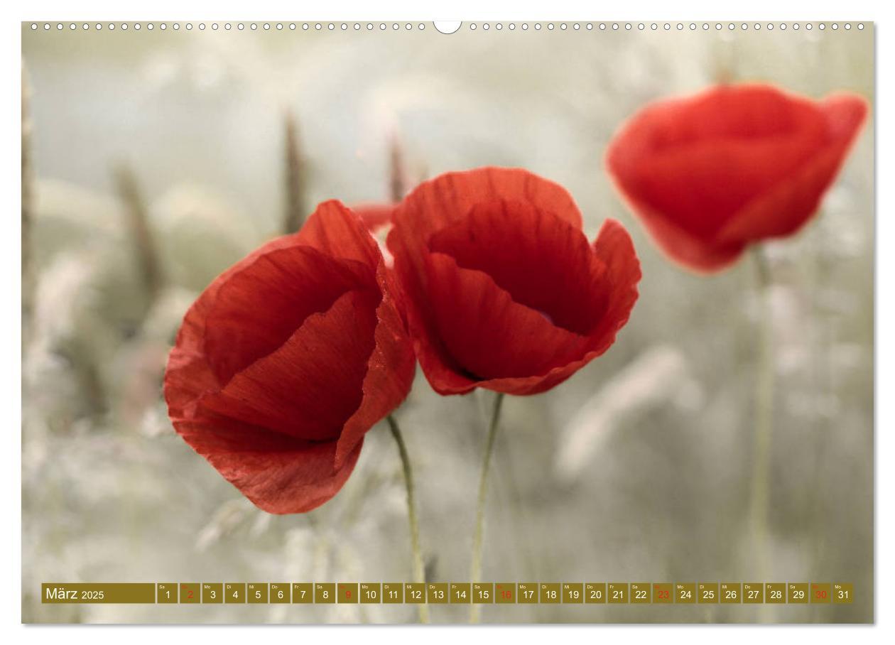 Bild: 9783435287420 | Mohnblumen - Fotografie mit Magie (Wandkalender 2025 DIN A2 quer),...