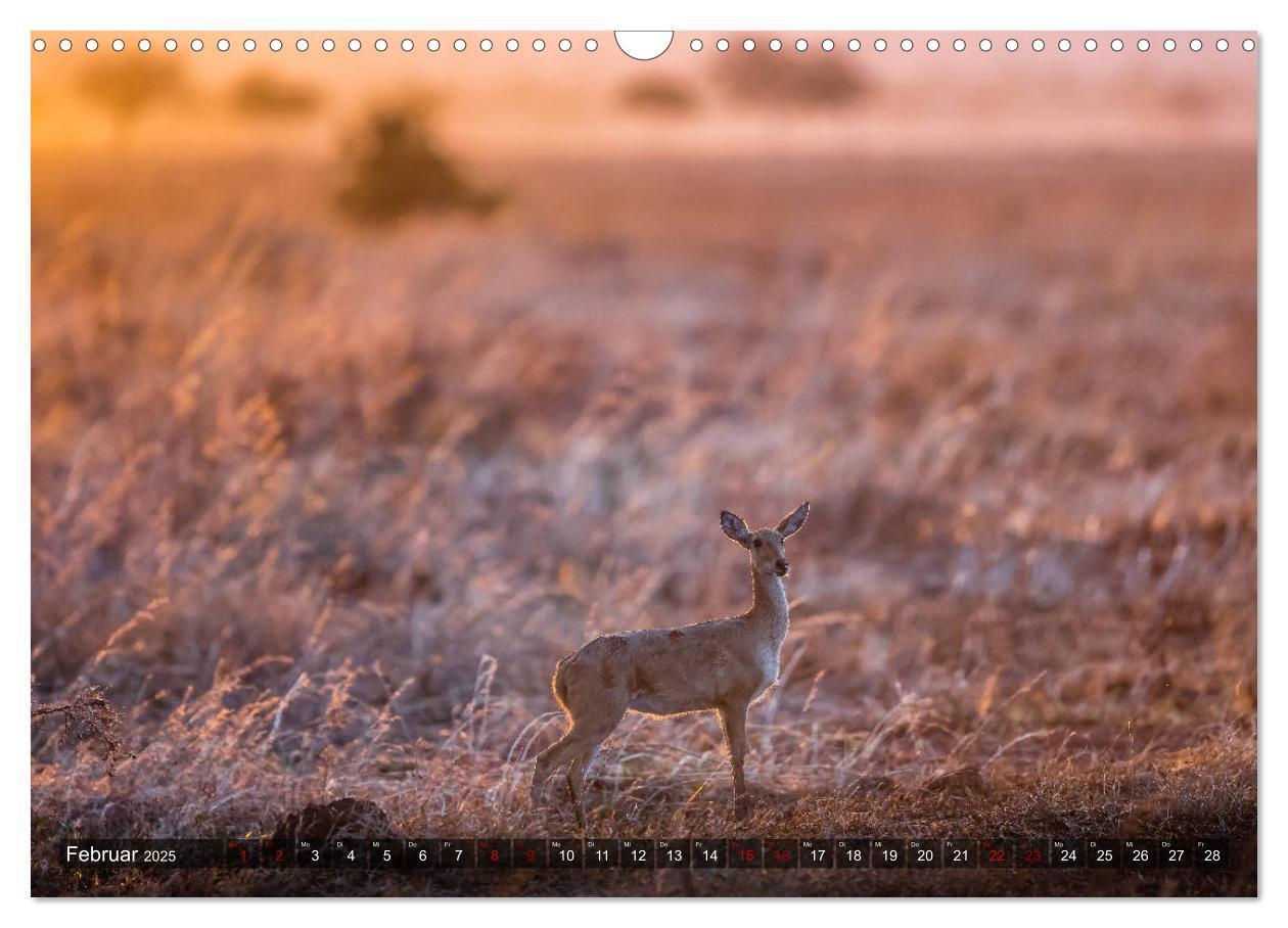 Bild: 9783435424030 | Safari in Tansania (Wandkalender 2025 DIN A3 quer), CALVENDO...