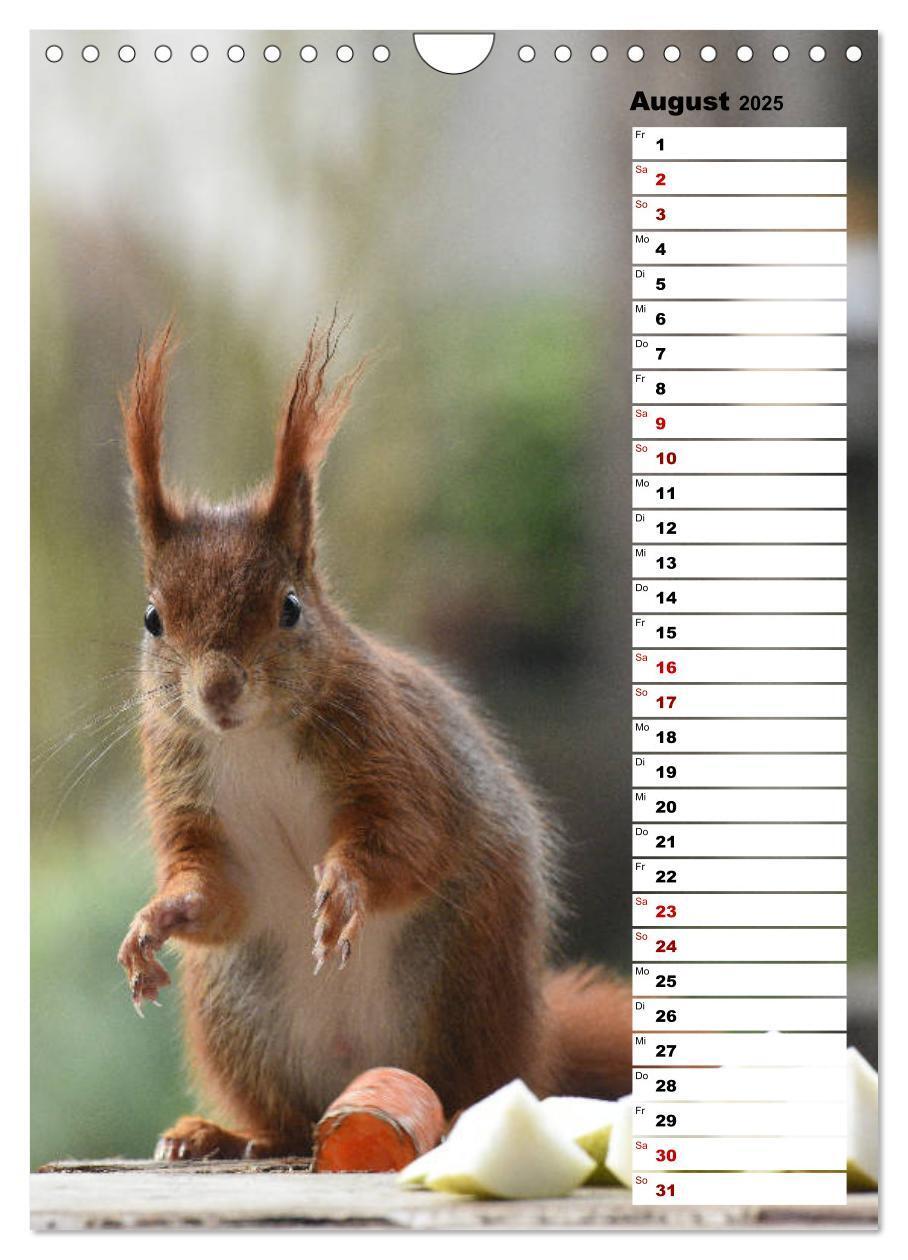 Bild: 9783435985302 | Eichhörnchen - kleine Tiere, große Liebe (Wandkalender 2025 DIN A4...