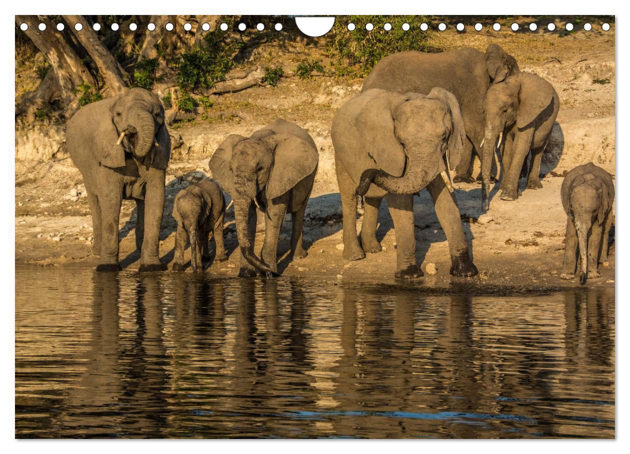 Bild: 9783435373024 | Chobe River - Eine spannende Flussfahrt in Botswana (Wandkalender...