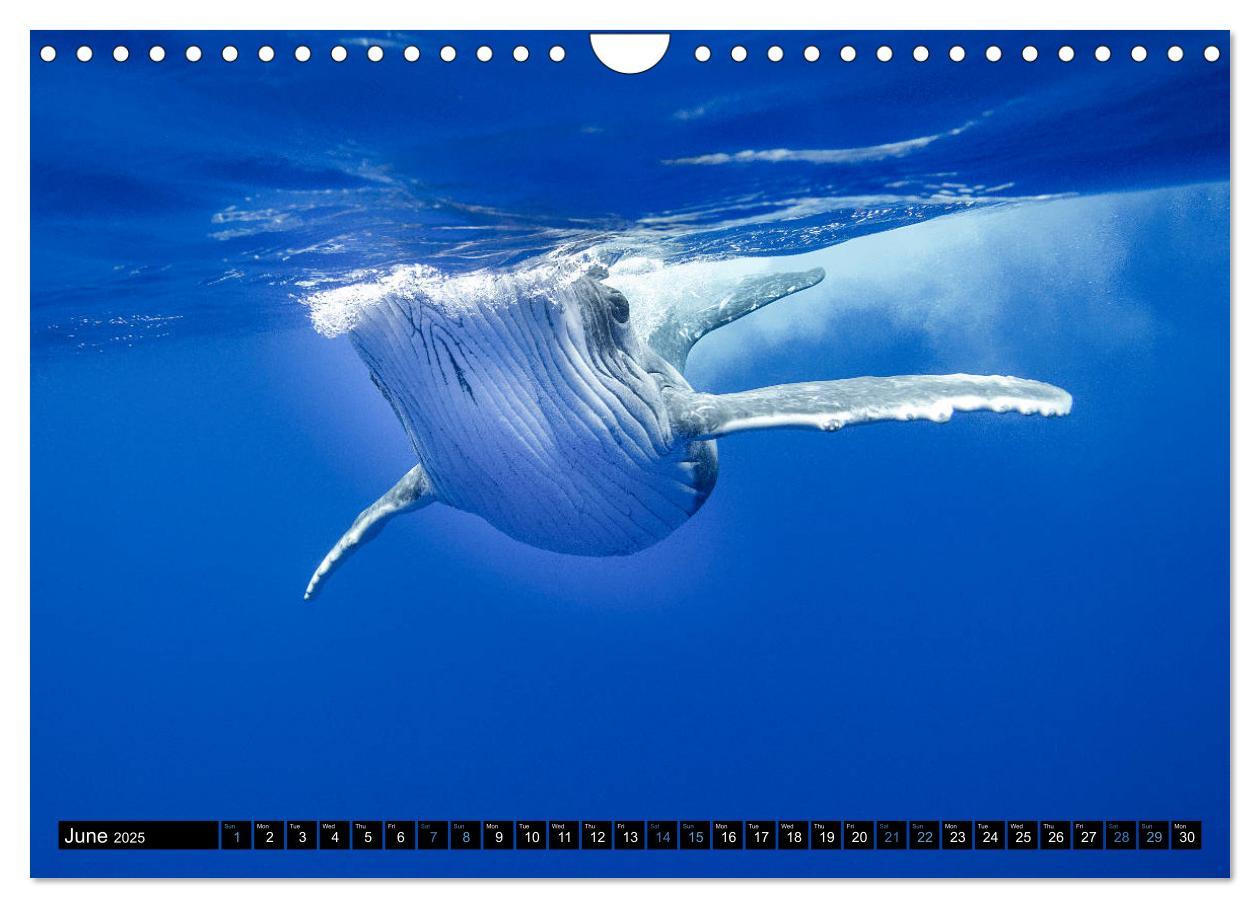 Bild: 9781325948321 | A Whale of a Year (Wall Calendar 2025 DIN A4 landscape), CALVENDO...