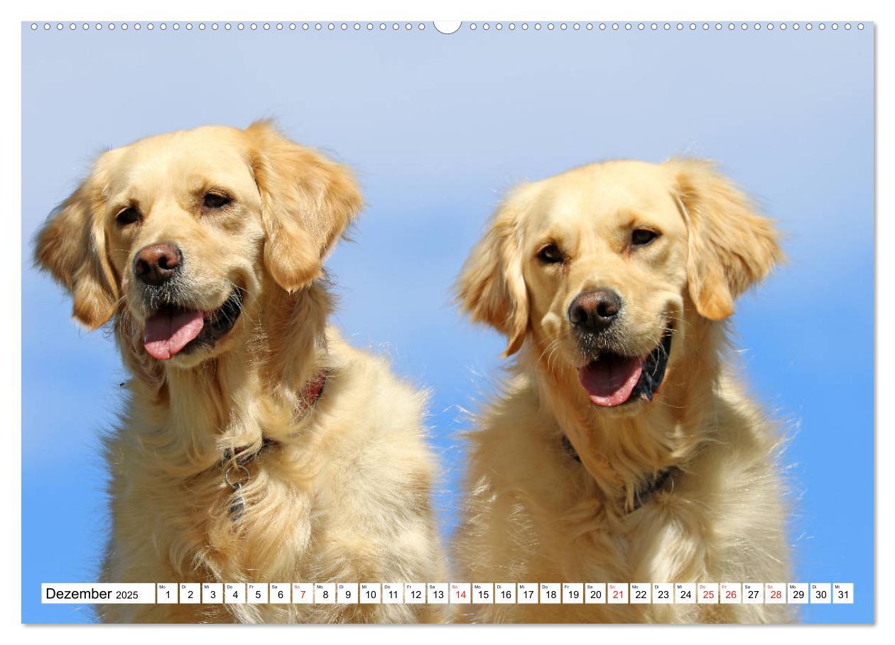 Bild: 9783435542277 | Golden Retriever ein treuer Begleiter (Wandkalender 2025 DIN A2...