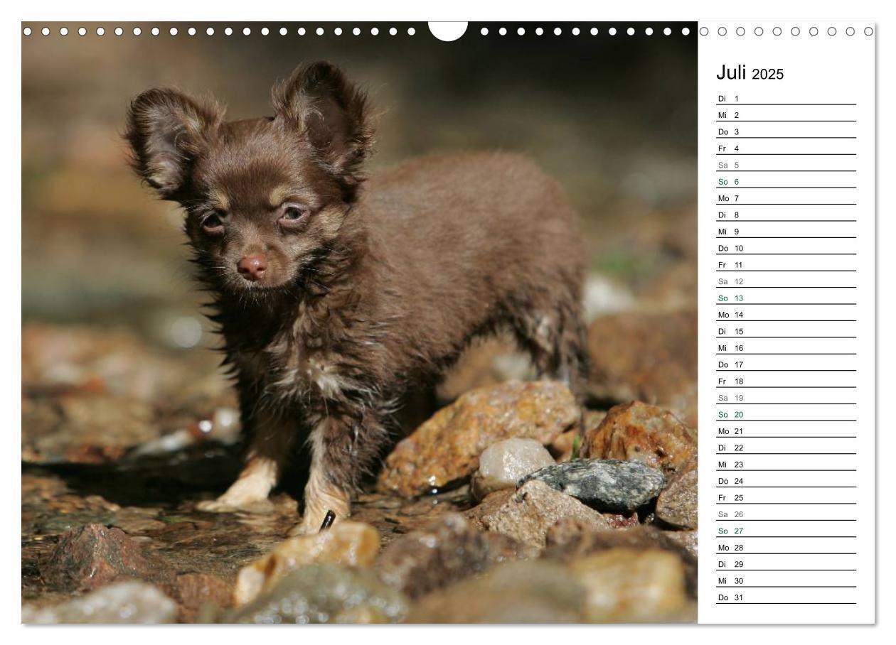 Bild: 9783435556786 | Chihuahuas - kleine Herzensbrecher (Wandkalender 2025 DIN A3 quer),...