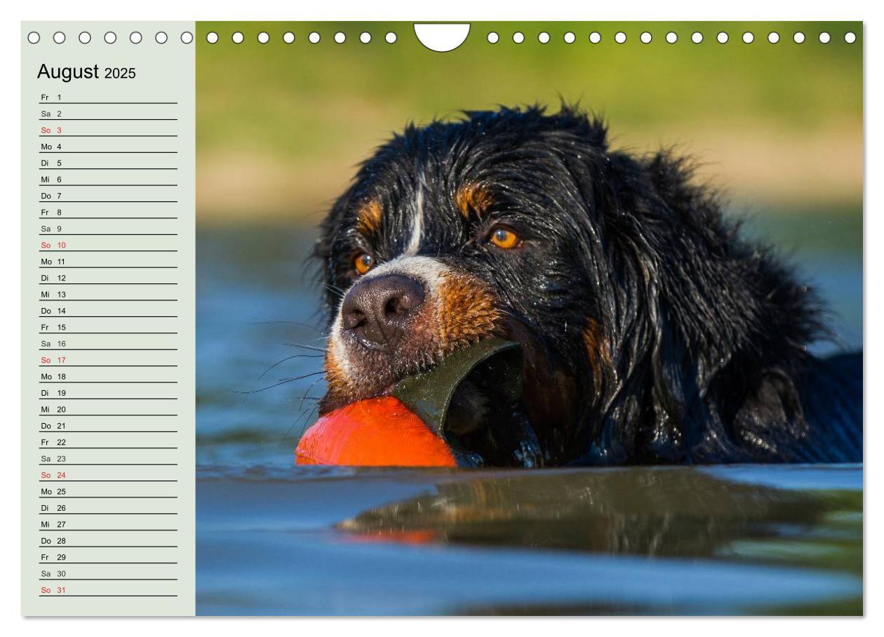 Bild: 9783435545797 | Berner Sennenhunde in Action (Wandkalender 2025 DIN A4 quer),...