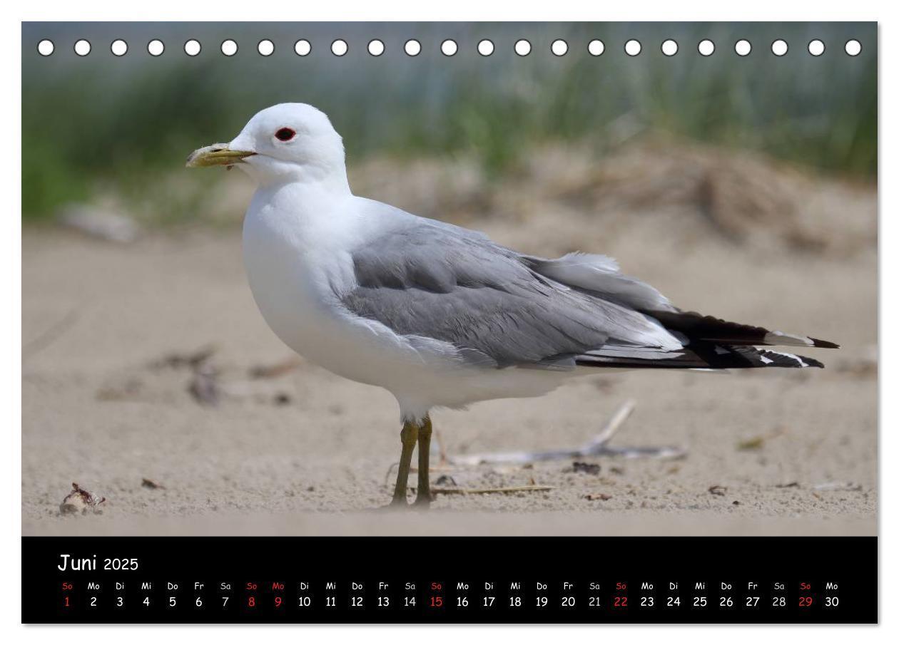 Bild: 9783435605958 | Vögel der Nordseeküste (Tischkalender 2025 DIN A5 quer), CALVENDO...