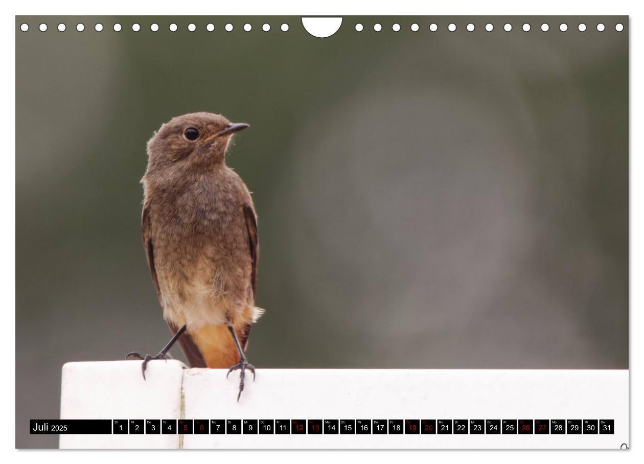 Bild: 9783435029310 | Vogelkinder - Junge Wildvögel (Wandkalender 2025 DIN A4 quer),...