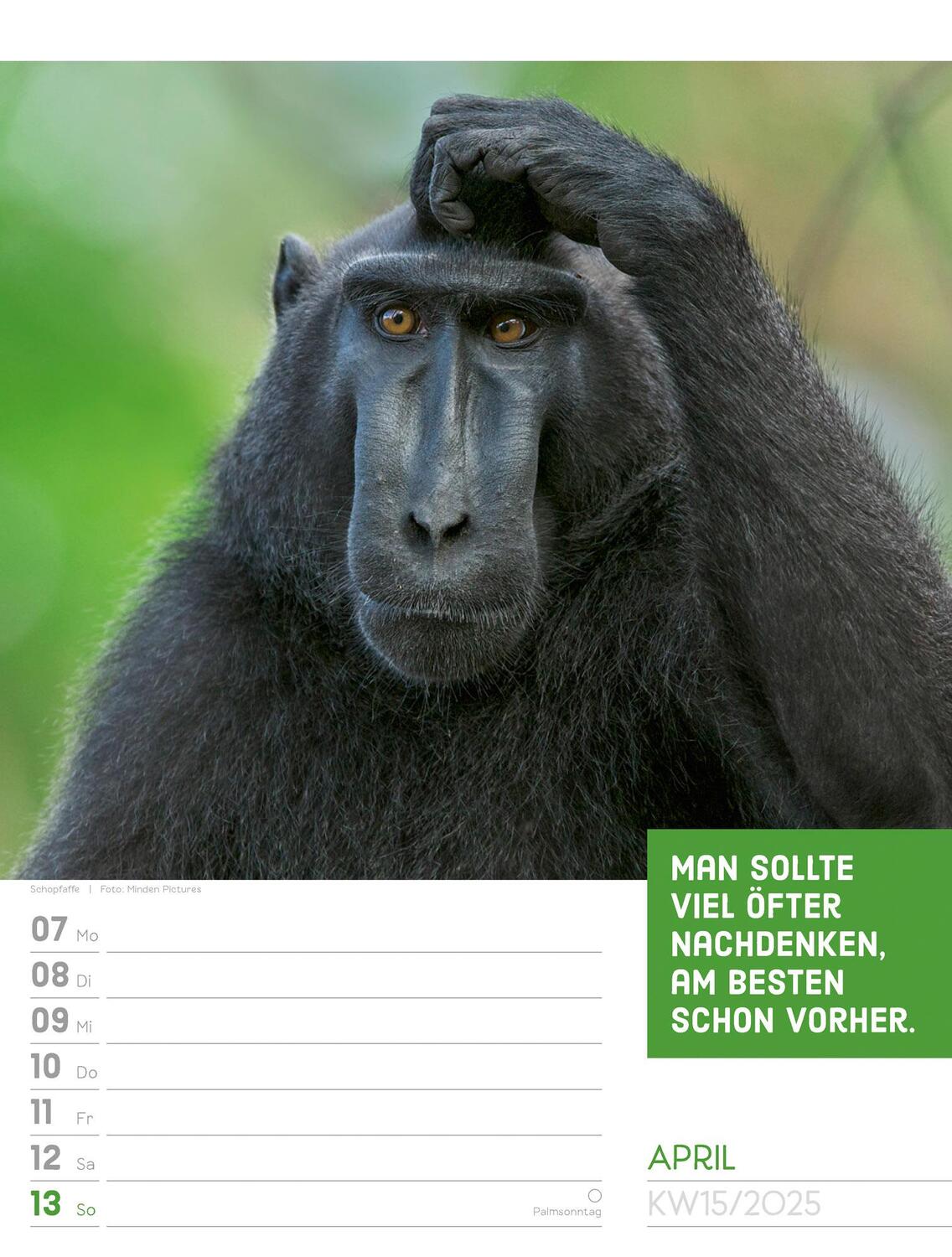 Bild: 9783838425962 | Tierisch! Sprüchekalender - Wochenplaner Kalender 2025 | Kunstverlag