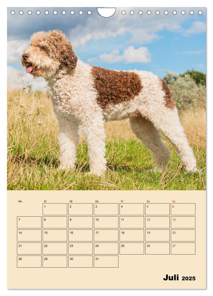 Bild: 9783435959495 | Jahresplaner Lagotto Romagnolo (Wandkalender 2025 DIN A4 hoch),...