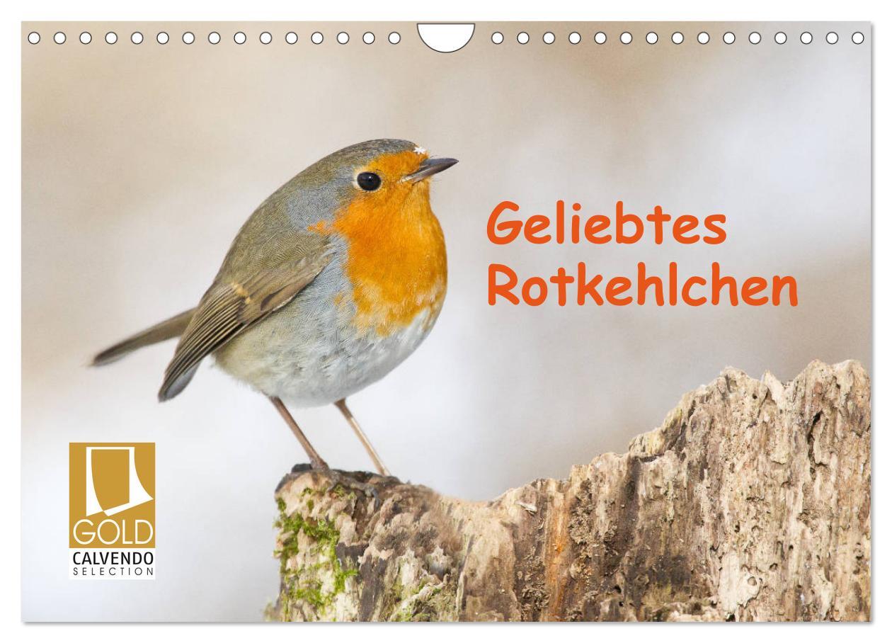 Cover: 9783435173853 | Geliebtes Rotkehlchen (Wandkalender 2025 DIN A4 quer), CALVENDO...