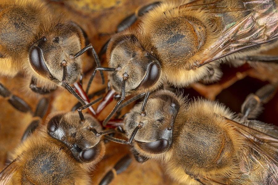 Bild: 9783957283627 | Honigbienen - geheimnisvolle Waldbewohner | Ingo Arndt (u. a.) | Buch