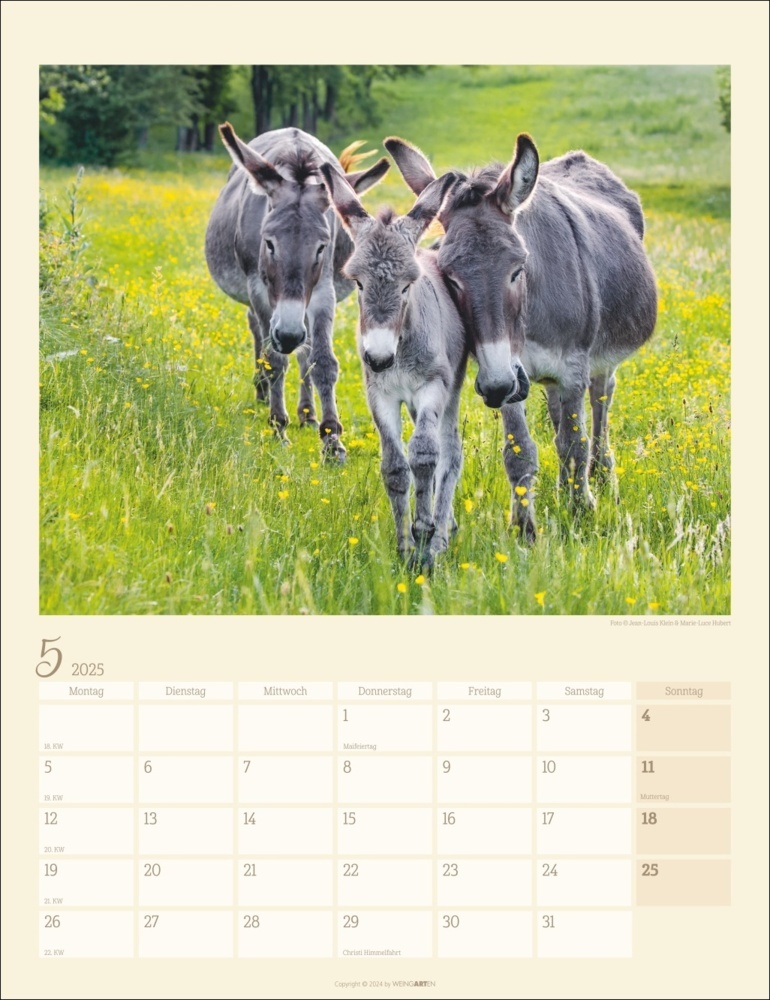 Bild: 9783839900451 | Esel Kalender 2025 | Marie-Luce Hubert (u. a.) | Kalender | 14 S.