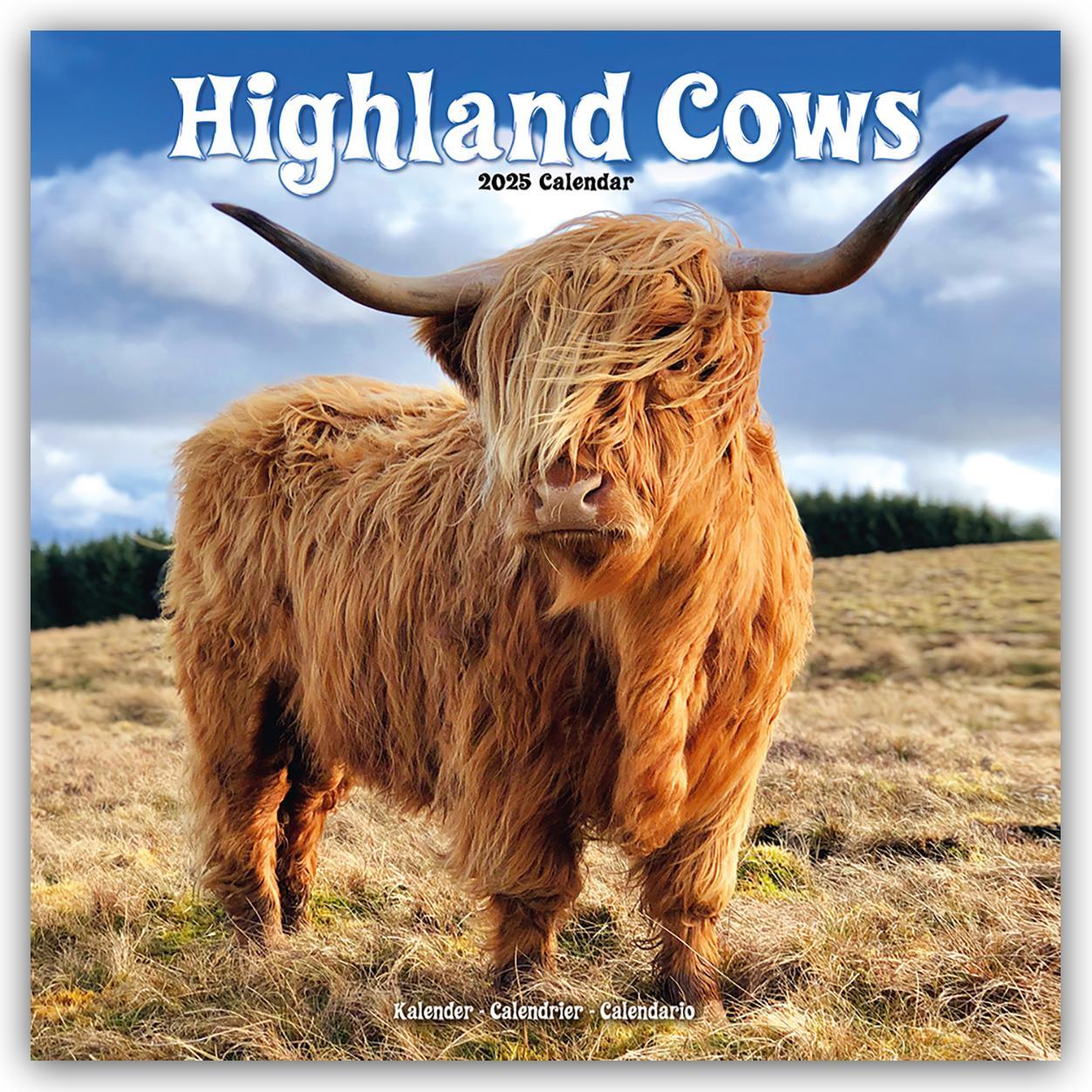 Cover: 9781804604298 | Higland Cows - Hochland Rinder 2025 - 16-Monatskalender | Ltd | 13 S.