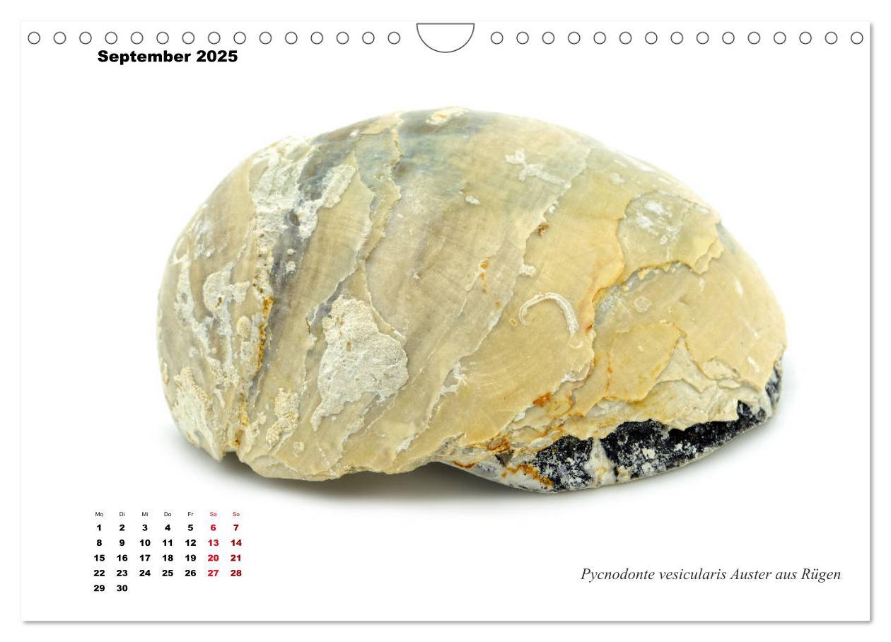 Bild: 9783435254590 | Fossilien - Ammoniten, Trilobiten, Erdgeschichte (Wandkalender 2025...