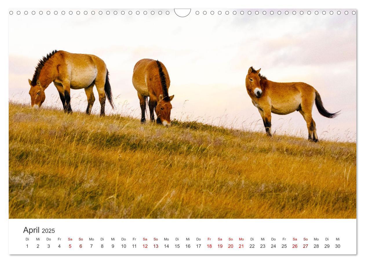 Bild: 9783435006724 | Mongolei - Endlose Steppe und wilde Natur. (Wandkalender 2025 DIN...