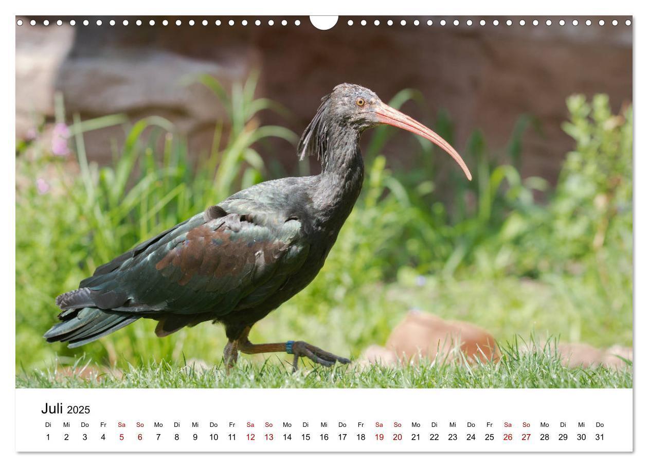 Bild: 9783435136421 | Der Waldrapp - Ein skurriler Vogel (Wandkalender 2025 DIN A3 quer),...