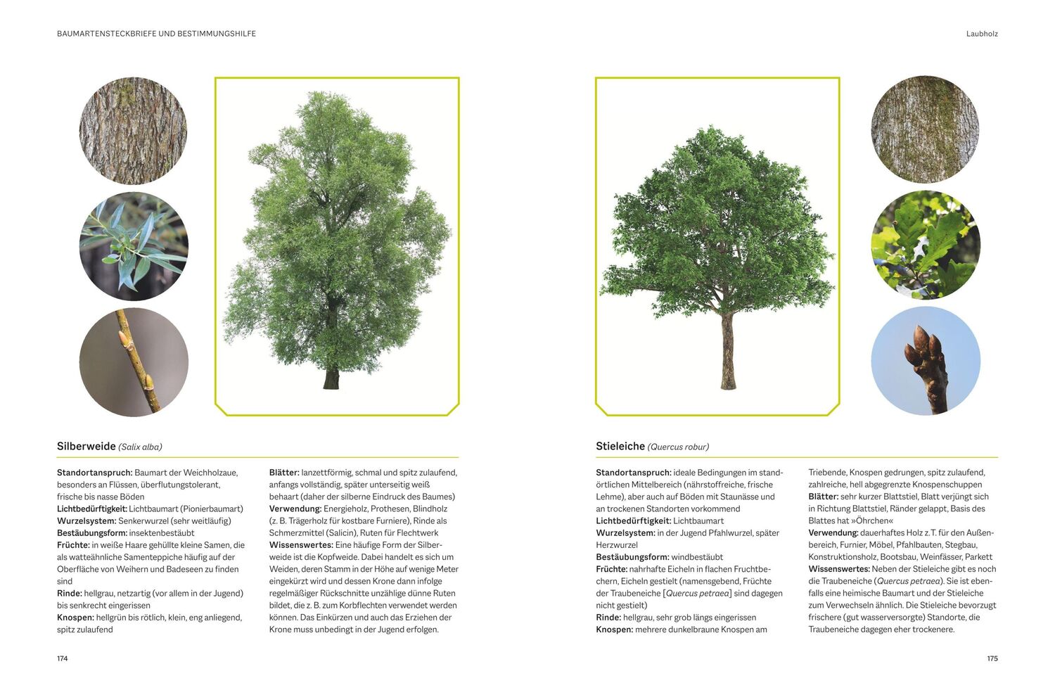 Bild: 9783967471168 | Waldbau für Jäger | Beatrice Jäger | Buch | 216 S. | Deutsch | 2023