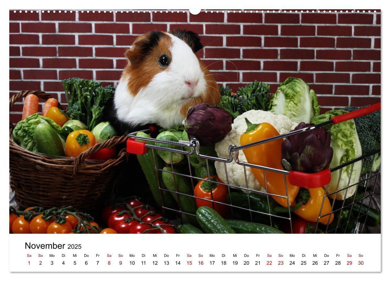 Bild: 9783435447978 | Unsere Meerschweinchen (Wandkalender 2025 DIN A2 quer), CALVENDO...