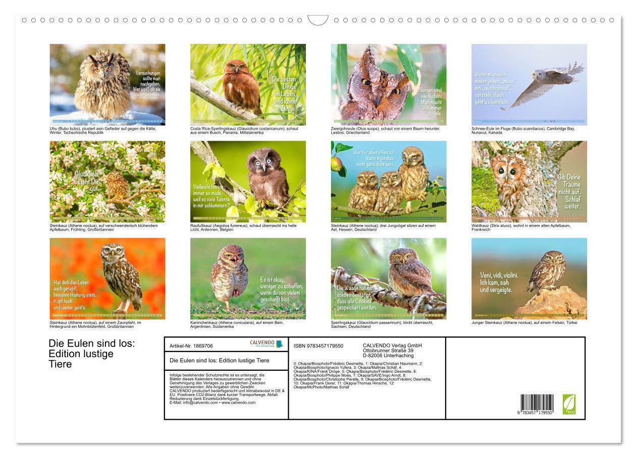 Bild: 9783457179550 | Die Eulen sind los: Edition lustige Tiere (Wandkalender 2025 DIN A2...