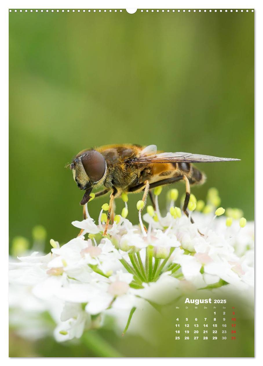 Bild: 9783457060049 | Ein Spaziergang über eine Sommerwiese (Wandkalender 2025 DIN A2...